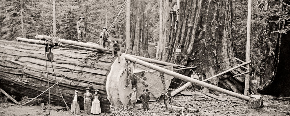 General-Noble-a-giant-sequoia-tree-in-Converse-Basin-Grove-falling-1892 public domain-min